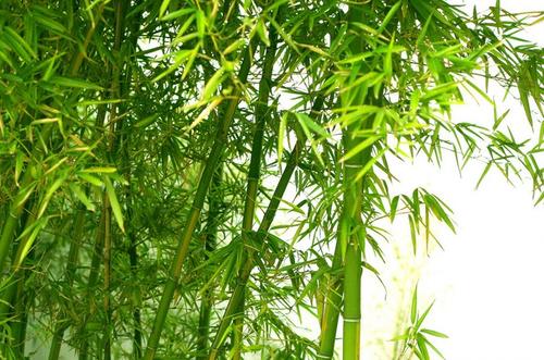 赞美竹的诗句 最出名的诗句 1