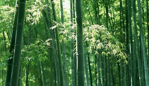 赞美竹的诗句 最出名的诗句 2