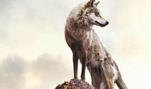 简短狼性团队口号