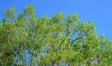 描写春天风景的句子