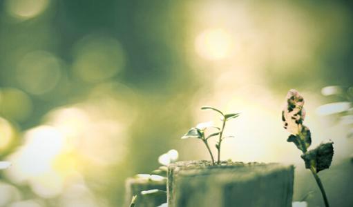 意志坚强的座右铭 1