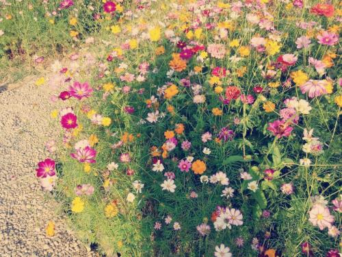 关于美丽的座右铭 1