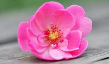 赞美女孩子的话