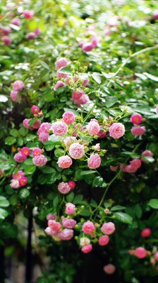 友谊亲情的诗句或名言或句子 2