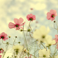 写出有关亲情的古诗文句子 1