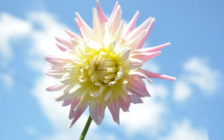 写亲情的诗句和句子