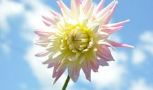 写亲情的诗句和句子