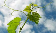 亲情适于作为题记的优美句子