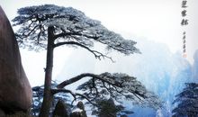 关于青松的优美句子