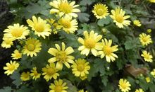 关于野菊花的优美句子