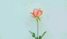 形容亲情传承的句子