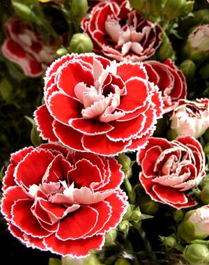 妈妈给儿子的生日祝福