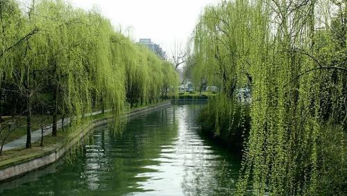 关于柳树的美丽句子