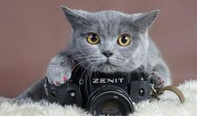 形容可爱的句子