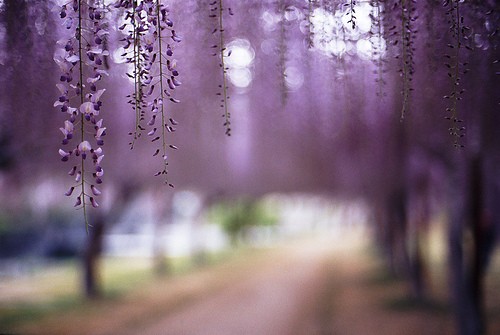 20.梦想的帷幕，我属于我的心，如果三月的风吹过柳树，你会微笑，而你在你的心中产生了涟漪。一旦你的心逐渐安定下来，你的眼睛就像在寒冷的冬天里的冰冻湖一样。但是那种无知的感觉，就像刀片一样清晰，是在你我之间生来画一个星系的。