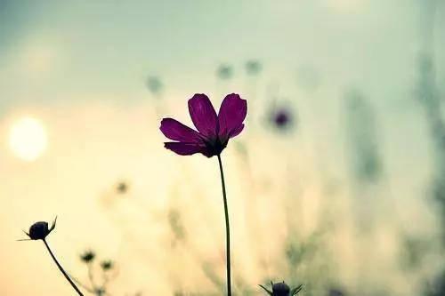 那些热烈的句子