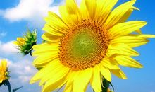 赞美大自然的句子