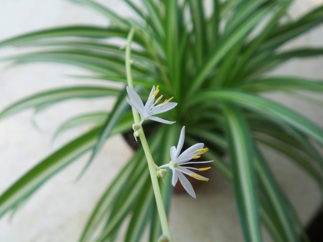 把你想说的话放在花里—— 各种兰的花语