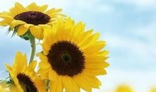 率真诚实的正能量句子