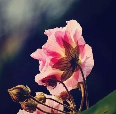 12. 5月15日真是太神奇了！开心的收获，烦恼被驱走，朋友们安居乐业，欢度快乐的假期！特别是我的祝福，这是必不可少的！保持简单：祝您美食和娱乐愉快！