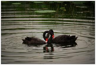 20.对于您来说，我的心是新鲜的啤酒，它清澈甜美。我对你的爱是美酒，香甜可口。我对你的爱是刀和烧酒，充满热情。醉在我怀里，无限的爱。