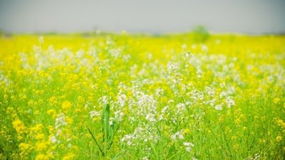 11.在炎热的夏天真诚的问候，我希望它将变成早晨的小溪和早晨的露水，凉爽而舒适，滋养心灵！吹起祝福的风笛，并为您演奏Jinse。周末愉快！