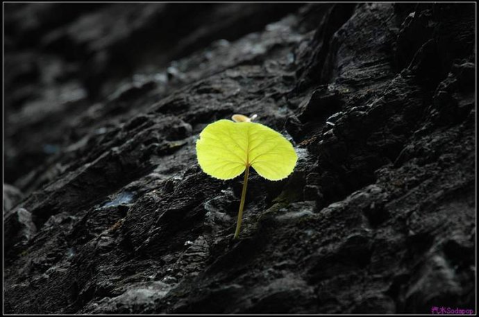 关于坚强的座右铭1
