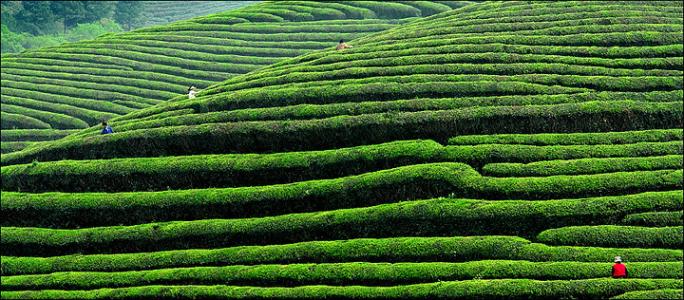 10.混沌的僧侣被茶和烟熏湿。米萨颂楼的葡萄酒较弱。江上傍晚来到画院。渔夫回家了。