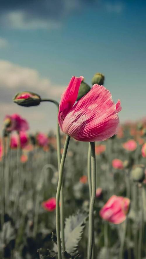 希望每天都开心的句子 2