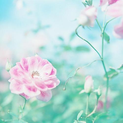 小学生描写亲情的句子大全 1