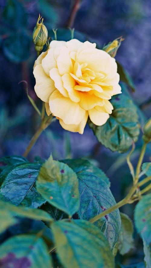 希望女朋友开心的句子 2