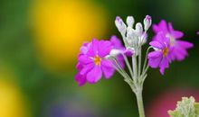 赞美亲情兄长的句子