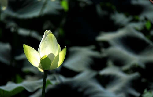 荷花的审美句子