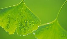 写几句赞美亲情的句子或诗歌