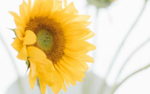 10.平静的湖水激起了欢乐的浪潮，我的心情像海浪一样欢腾。