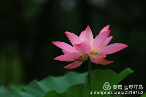 平心静气的佛经句子 1