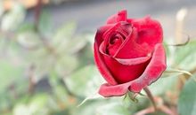 纪念结婚纪念日句子