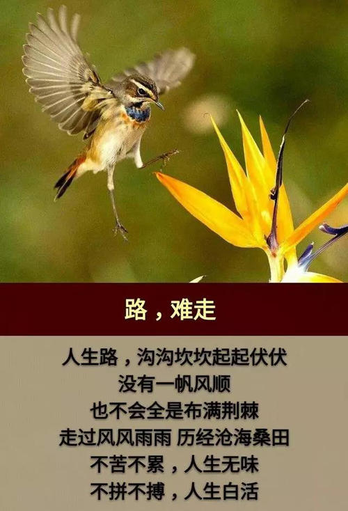 描述难得机会的句子