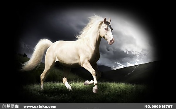 关于马的座右铭1