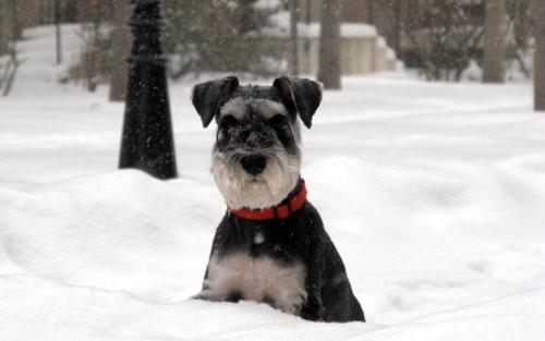12.茂密的森林地带已从过去的翡翠绿色服装改变了，并已由白银色衣服取代。高高的白杨树树枝像一把长剑刺向天空。翠绿的针叶松动不动地站立在那里，狂妄地接受风吹雪。针头上覆盖着羊毛松的雪球，像白色的外套。垂柳和哭泣的榆树的树枝不再显得枯萎了，上面的白雪就像朵朵白梅花。