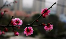 描写花的优美句子