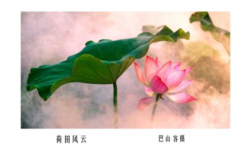 形容心静的唯美句子和图片