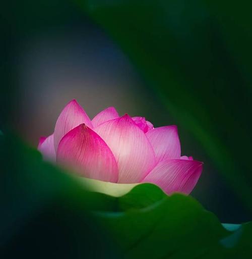 形容心静的唯美句子和图片 1