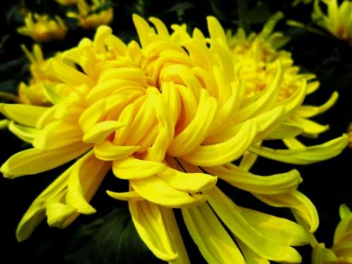 描述赞美菊花的句子