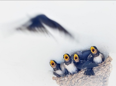 表示亲情的句子唯美句子