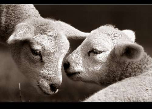 相册亲情感动句子