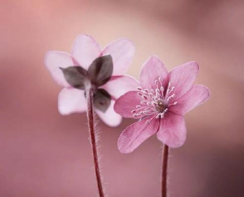 用来描述内心平静的句子