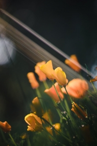 亲情早安句子说说心情短语