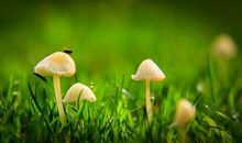 形容清晨的句子