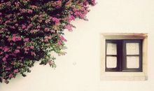 讴歌亲情的优秀句子